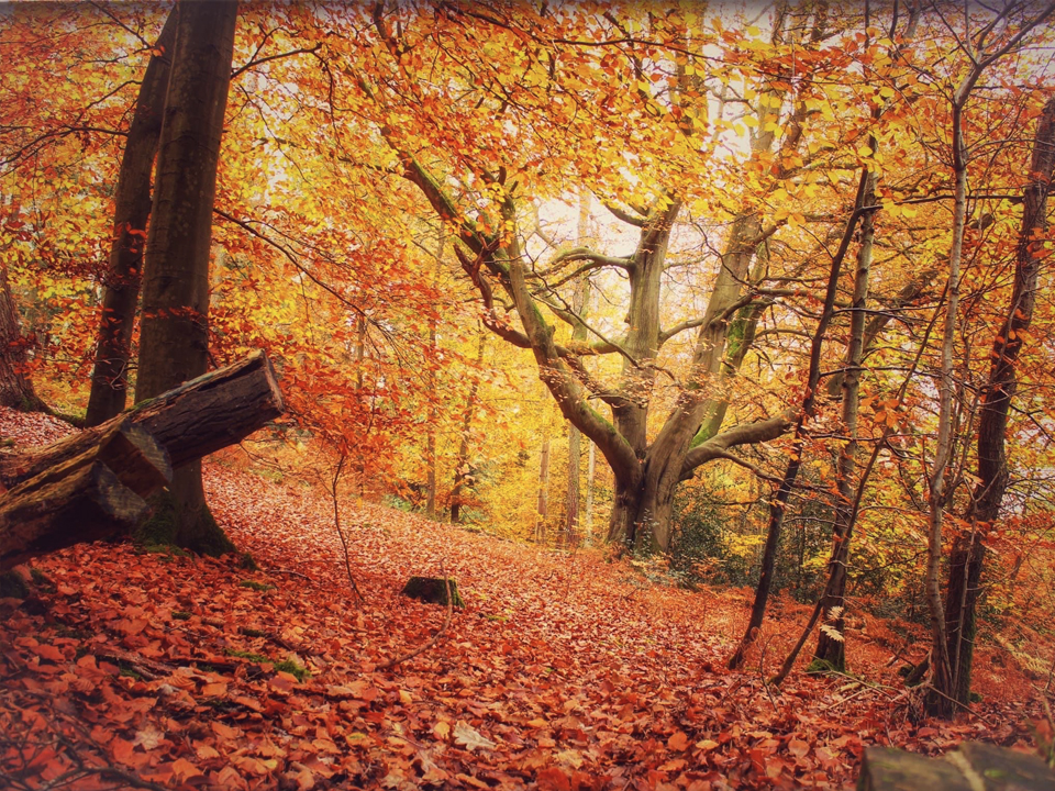 Norfolk woods, autumn